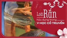 Loài rắn hữu dụng trong y học cổ truyền