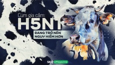 Cúm gia cầm: H5N1 đang trở nên nguy hiểm hơn