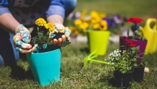 Sống khỏe, sống thọ hơn nhờ làm vườn