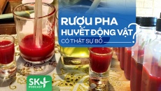 Podcast: Rượu pha huyết động vật có thật sự bổ?