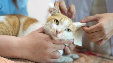 Rối loạn thần kinh ở mèo cưng