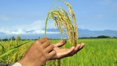 Biến đổi khí hậu làm tăng hàm lượng arsen trong gạo
