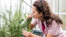 2 loại thảo mộc “quen mặt” có thể giúp ngừa bệnh Alzheimer