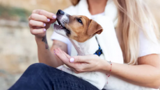 Vì sao cún cưng lại thích được cho ăn từ tay chủ?