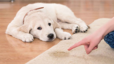 Giải mã những hành vi thường thấy ở cún cưng 