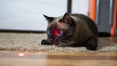 Vì sao mèo cưng lại thích đuổi theo tia laser?