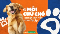 “Mỗi chú chó là một linh hồn cao cấp”