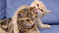 Làm thế nào để nhận biết giới tính mèo cưng qua khuôn mặt?