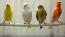 Có nên nuôi một chú chim hoàng yến?