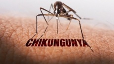 Dịch Chikungunya tăng mạnh ở nhiều nước, Việt Nam nguy cơ cao bị xâm nhập