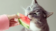 Mèo cưng có thể ăn dưa hấu không?