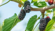 Nguồn bổ sung sắt từ thực vật