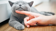 Mèo cưng có thể lây cảm lạnh từ “sen” không?