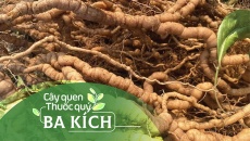 Cây quen, thuốc quý: Ba kích!