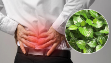 2 cách dùng lá lốt hỗ trợ người thoát vị đĩa đệm 