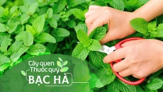 Cây quen, thuốc quý: Bạc hà!