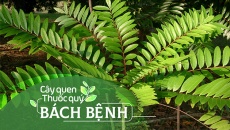 Cây quen, thuốc quý: Bách bệnh!