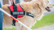 Nuôi chó có thể giúp làm chậm quá trình lão hóa ở phụ nữ