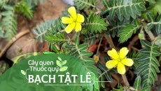 Cây quen, thuốc quý: Bạch tật lê!