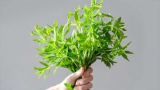 Có nên trị sỏi mật bằng rau ngổ tại nhà không?