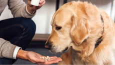 Có nên cho cún cưng uống vitamin và thực phẩm bổ sung?