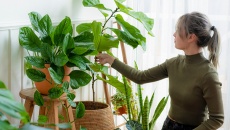 Trồng 7 cây này trong nhà để ngăn nấm mốc độc hại