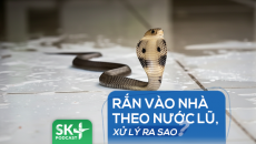 Podcast: Rắn vào nhà theo nước lũ, xử lý ra sao?