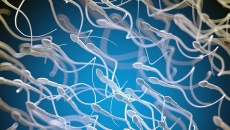 Ca mang thai đầu tiên nhờ AI phân tích tinh trùng