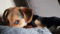 Cún cưng có thể mắc chứng rối loạn căng thẳng sau chấn thương không?