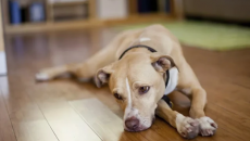 Liệu thú cưng có mắc trầm cảm theo mùa?