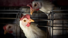 Mỹ ghi nhận ca nhiễm chủng cúm gia cầm chưa từng thấy ở người