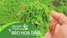 Cây quen, thuốc quý: Bèo hoa dâu
