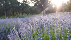 Run tay chân: Các thảo dược tốt cho hệ thần kinh