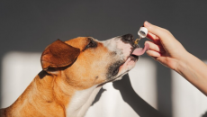 Cún cưng có cần sử dụng thực phẩm bổ sung không?