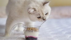 Sữa chua: Món “khoái khẩu” nhưng không dành cho mèo cưng