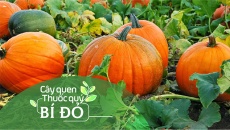 Cây quen, thuốc quý: Bí đỏ