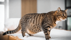 Những dấu hiệu ốm nghén ở mèo cưng