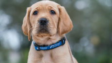 Liệu cún cưng có thể mắc đột quỵ?