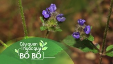 Cây quen, thuốc quý: Bồ bồ