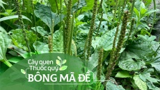 Cây quen, thuốc quý: Bông mã đề