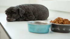 Cún cưng có thể mắc dị ứng thực phẩm không?