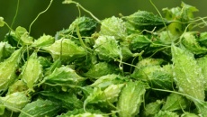 Bạn đã biết cách dùng mướp đắng rừng để kiểm soát bệnh đái tháo đường?