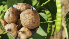 6 người nhập viện do ngộ độc sau ăn hạt củ đậu, Bộ Y tế vào cuộc điều tra