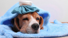 Dấu hiệu cảnh báo bệnh cúm ở cún cưng 