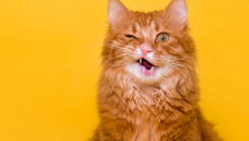 Mèo cưng sốt, vàng da coi chừng nhiễm trùng túi mật!