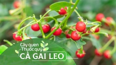 Cây quen, thuốc quý: Cà gai leo