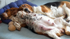 Hiện tượng mang thai giả ở cún cưng