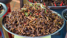 Lợi ích dinh dưỡng của các món ăn từ côn trùng