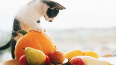 Mèo cưng có thể ăn các loại hoa quả nào?