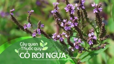 Cây quen, thuốc quý: Cỏ roi ngựa